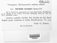 Apiospora curvispora image